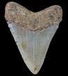Bargain, Fossil Megalodon Tooth - North Carolina #80082-2